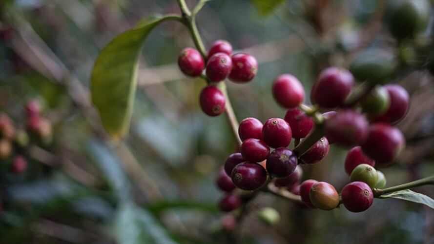 Producción de café en julio creció un 25%. Foto: Getty Images