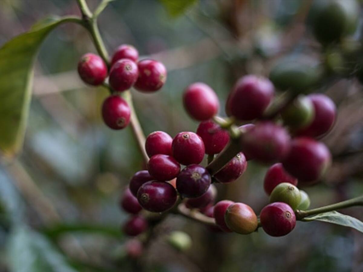 Producción de café en julio creció un 25%