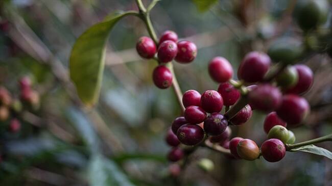 Producción de café en julio creció un 25%. Foto: Getty Images