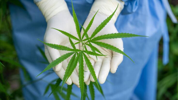 ¿Salvará el cannabis de uso adulto a esta industria al borde de la quiebra en Colombia?