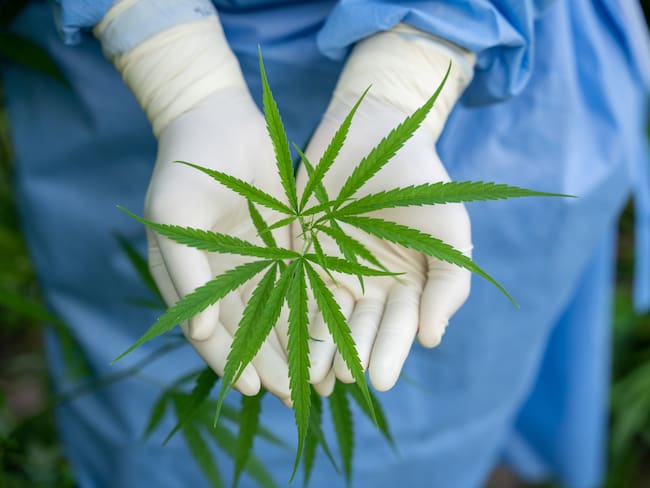 ¿Salvará el cannabis de uso adulto a esta industria al borde de la quiebra en Colombia?