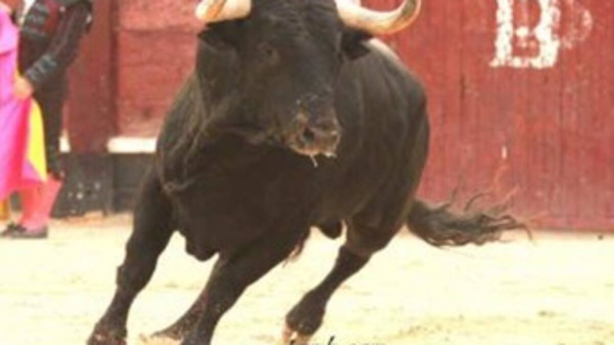 En la Feria de Cali se busca un toro bravo
