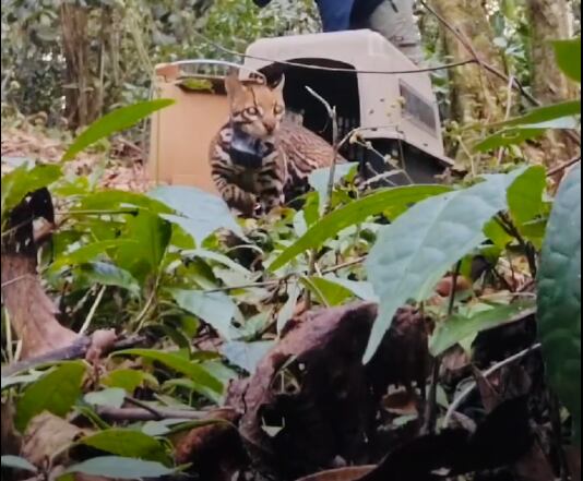 Liberación del Ocelote en Ituango. Foto: Captura de pantalla video cortesía Corantioquia.