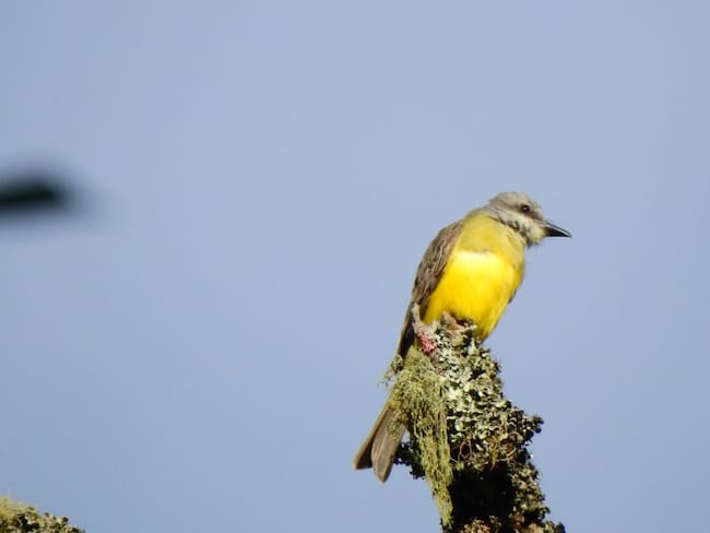 Medellín aportó la cifra más alta de avistamiento de aves