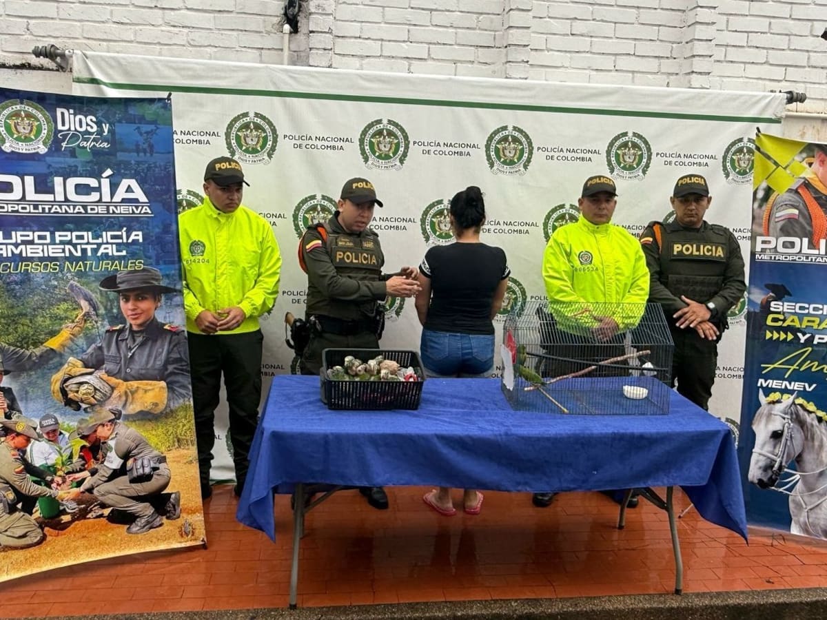 En Neiva, golpe al tráfico ilegal de fauna silvestre.