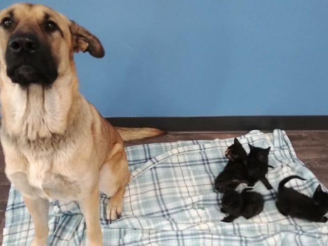 ONG encontró a perrito de la calle que adoptó cinco gatos bebés