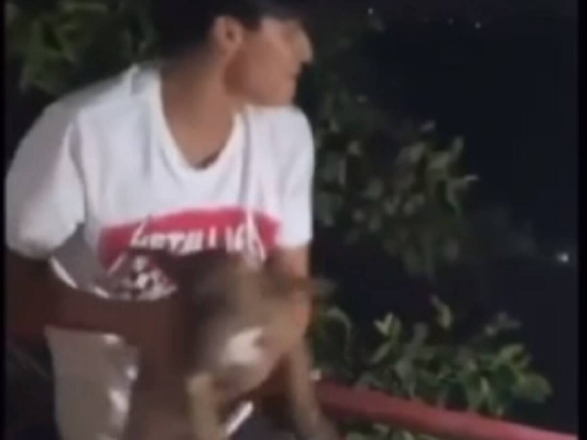 Indignación en Cartagena: perro fue lanzado hacia el mar desde un muelle