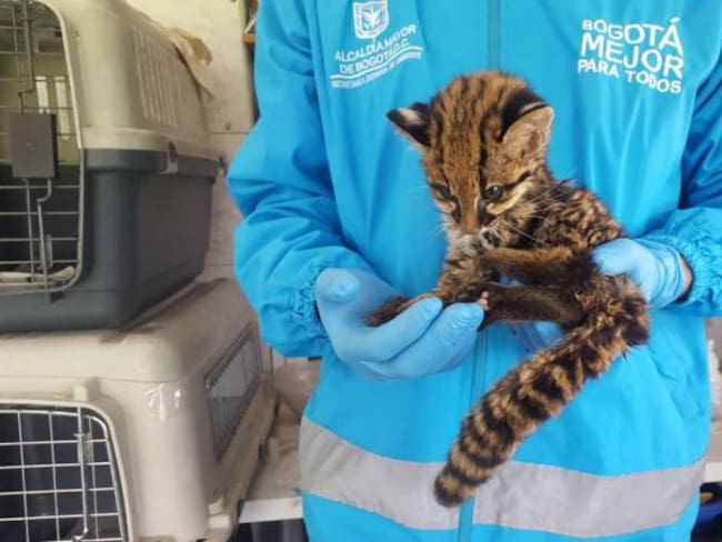 Rescatan a un Leopardo en las calles de Bogotá