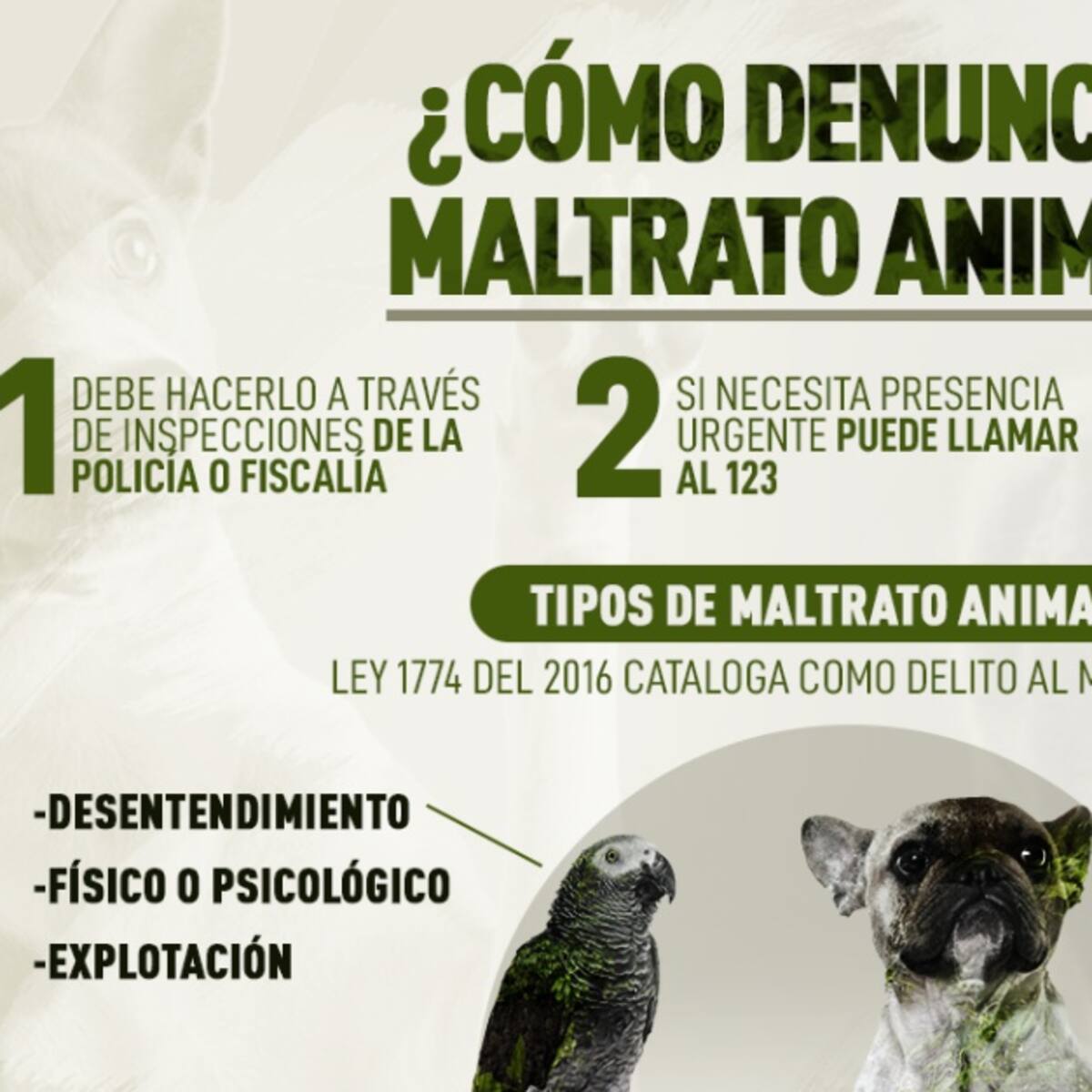¿Cómo denunciar casos de maltrato animal?