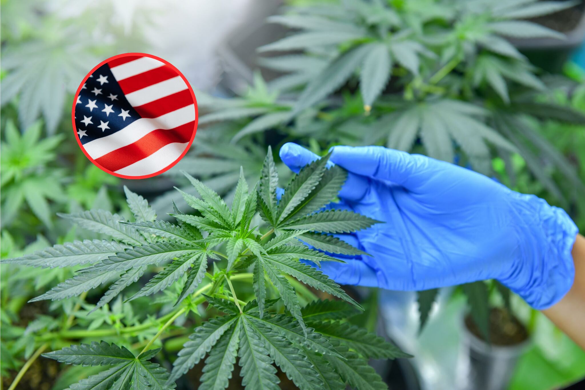 Estados Unidos estaría buscando clasificar la marihuana como una droga de bajo riesgo.
