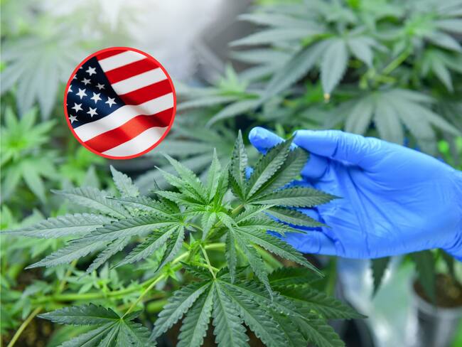 Estados Unidos estaría buscando clasificar la marihuana como una droga de bajo riesgo.
