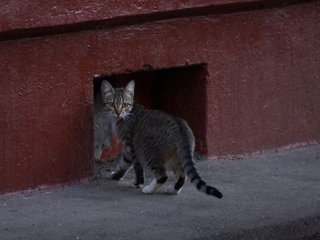 Por primera vez en Colombia, se captura a una persona por un delito contra la vida de un animal