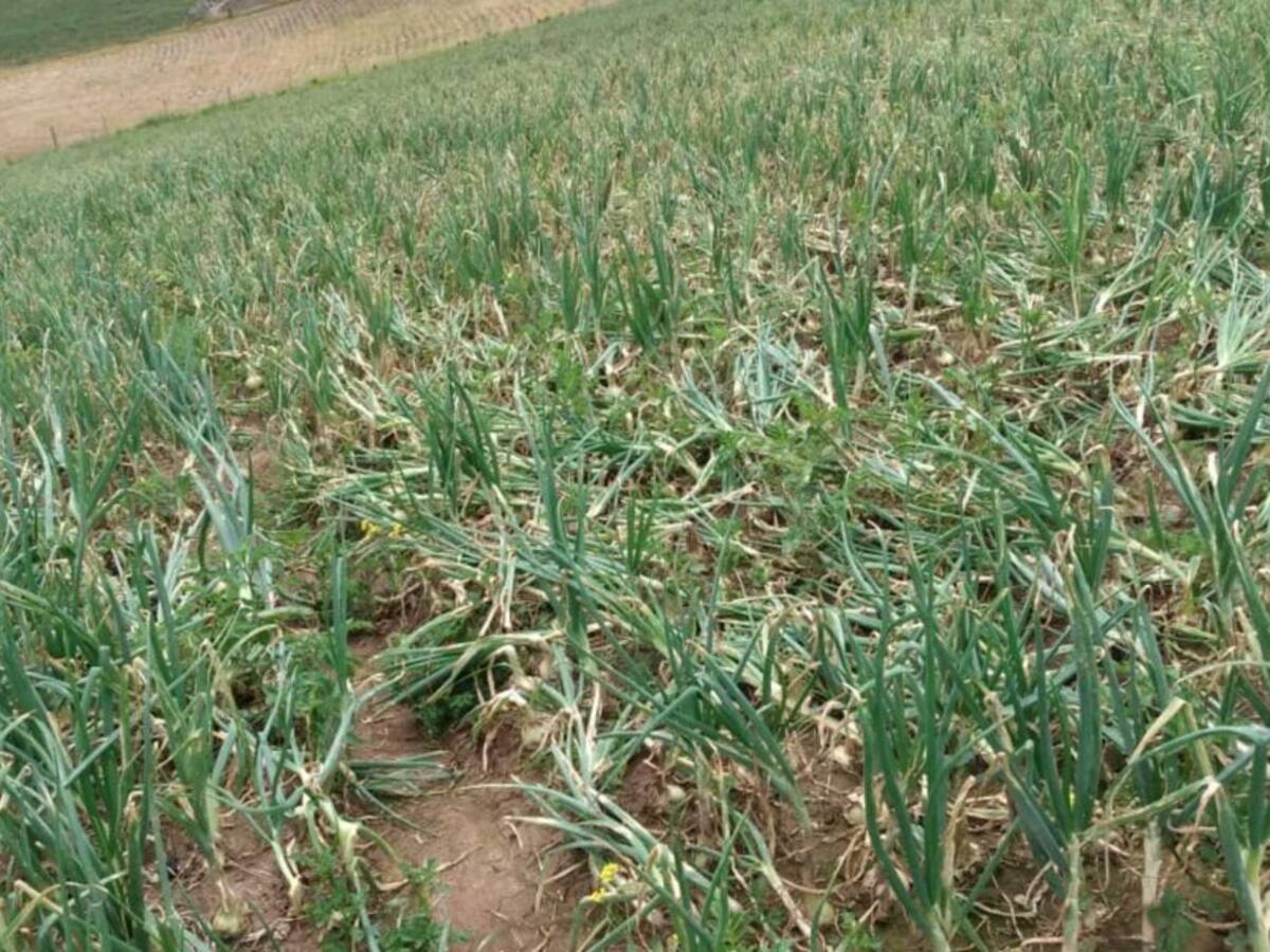 Productores de cebolla dicen que les están pagando la carga a $20.000