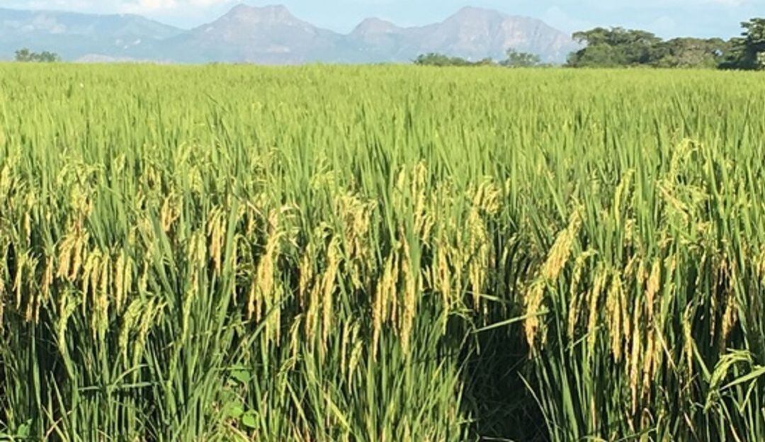 Cultivo de arroz en la meseta de Ibagué