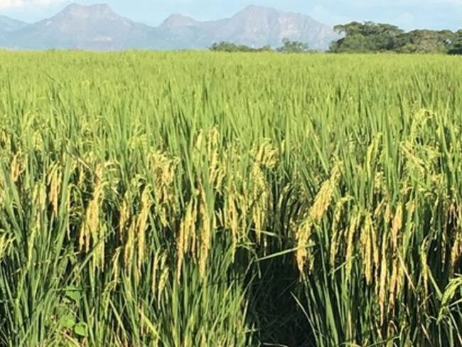 Cultivo de arroz en la meseta de Ibagué