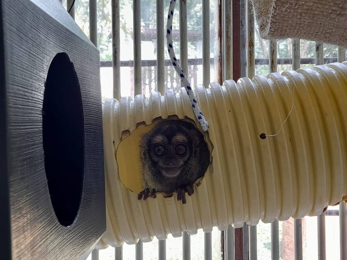 ¿Será cerrado lugar que utilizaba primates para investigación?