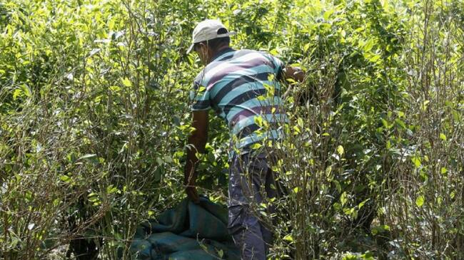 Se mantienen asentamientos humanitarias por erradicaciones forzadas