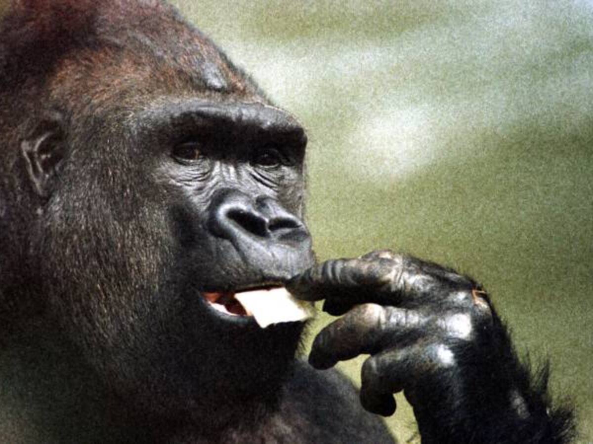 La caza ilegal amenaza a los grandes simios con la extinción