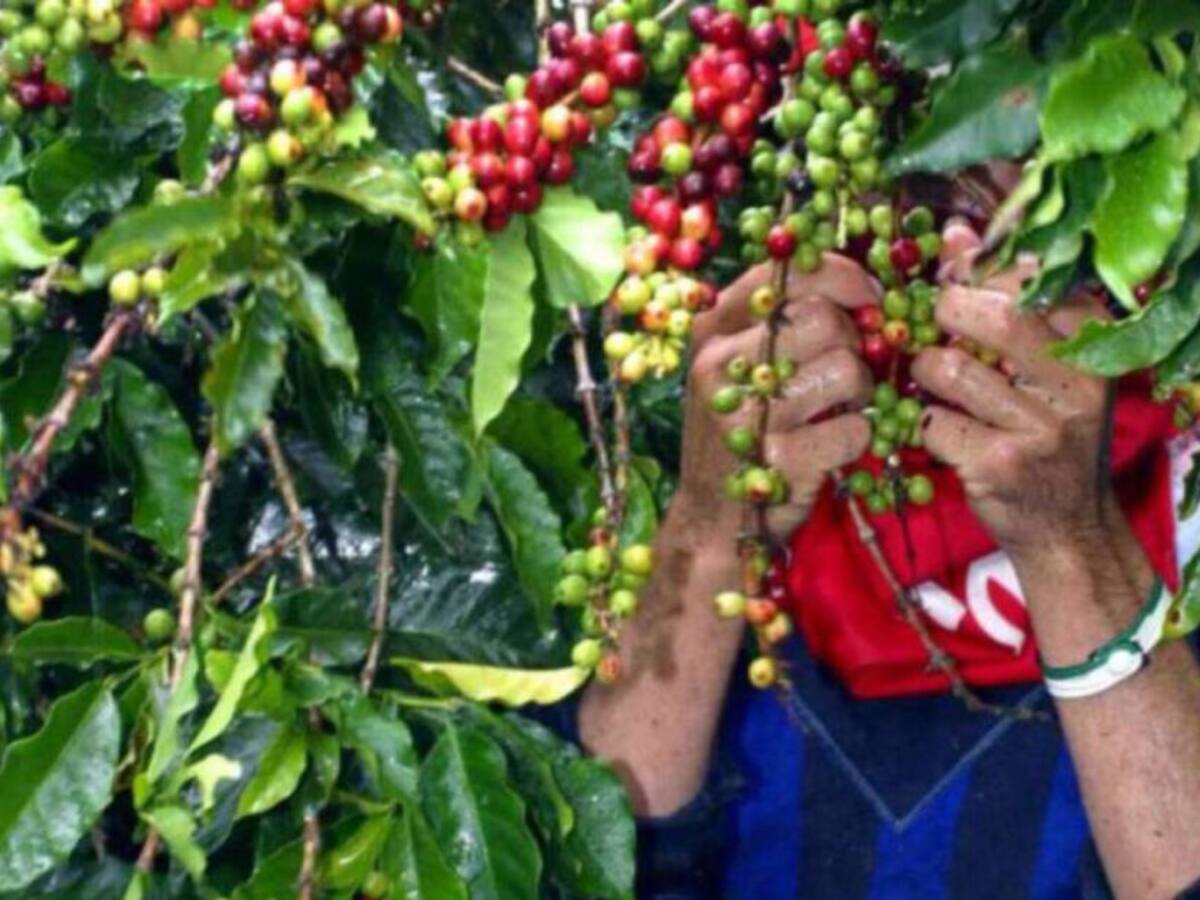 Preocupación en Risaralda por disminución del 30 % en la cosecha cafetera