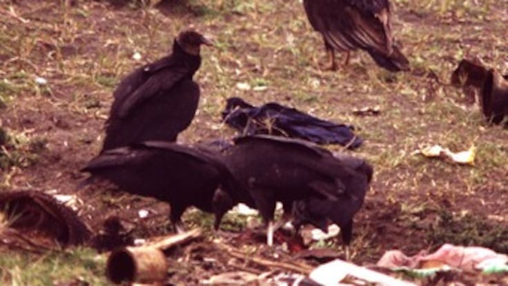 En barrio de Armenia comen gallinazos porque no hay dinero para más