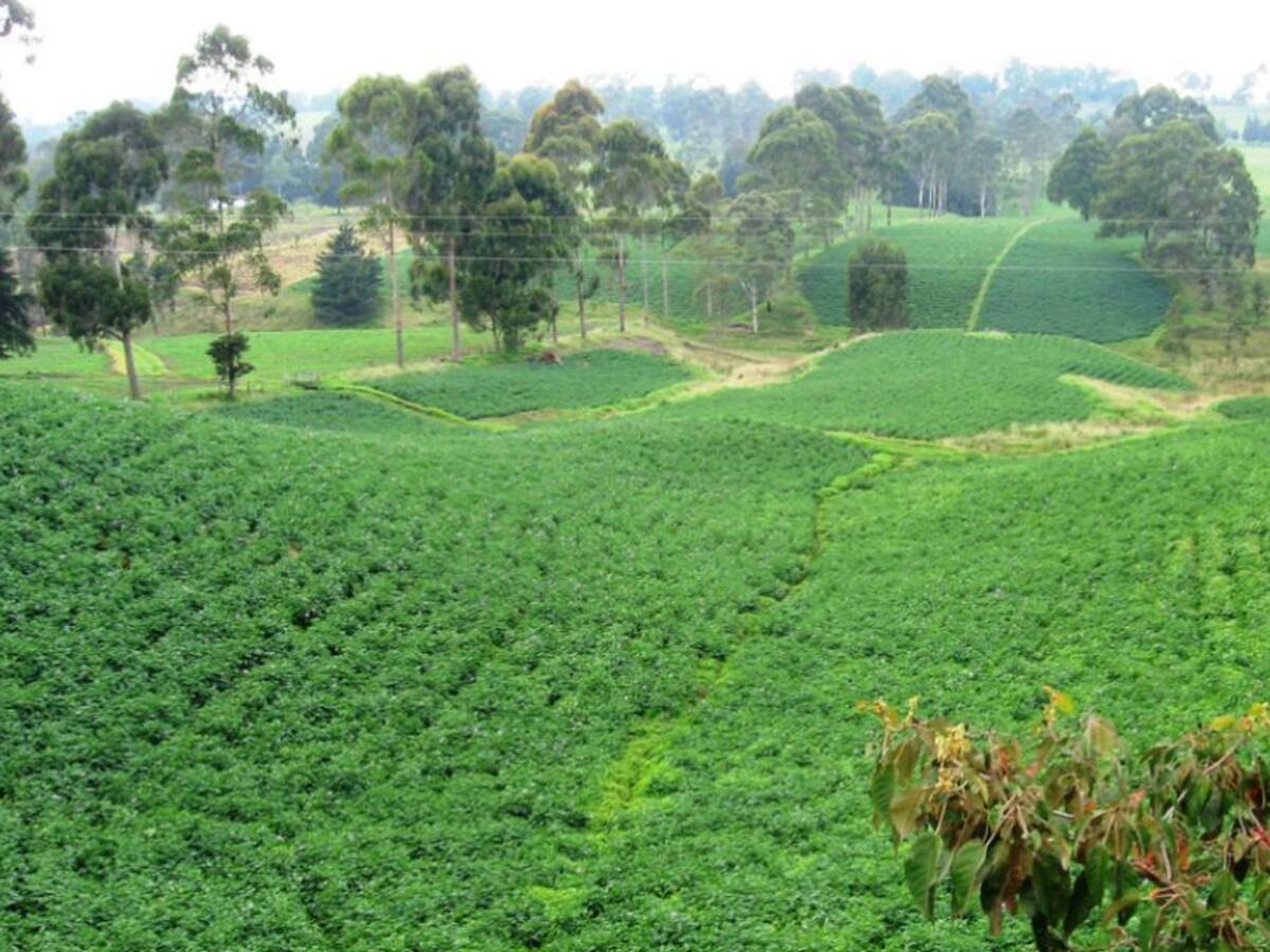 El Niño, la gran expectativa de los agricultores antioqueños
