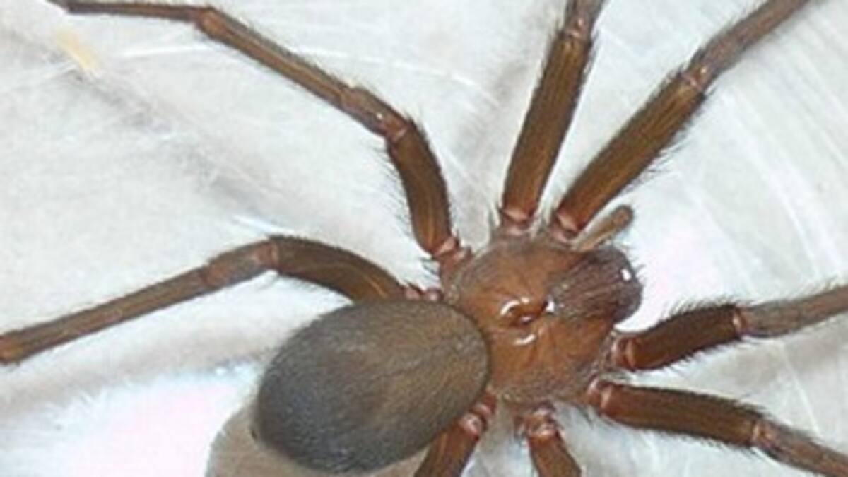 Una solución para el veneno de araña