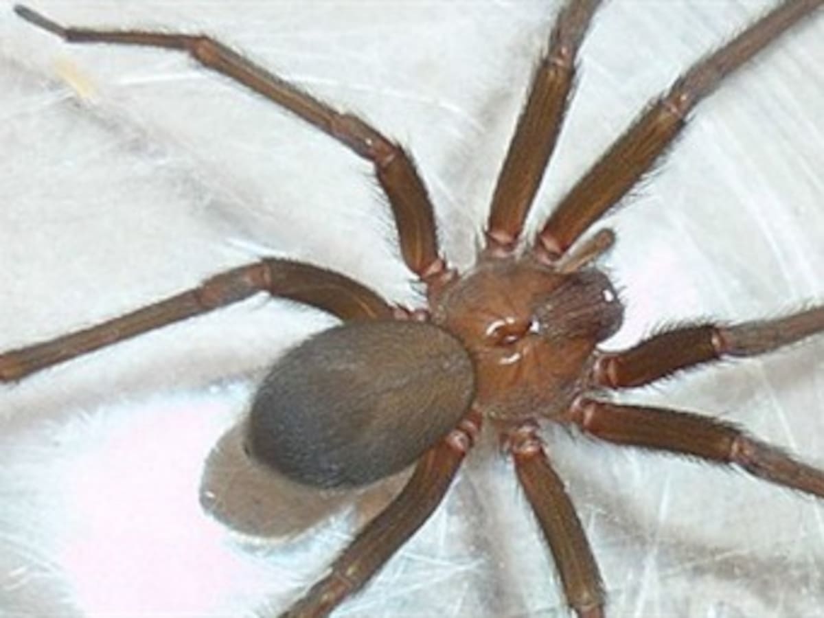 Una solución para el veneno de araña
