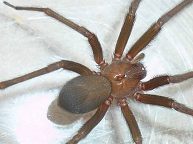 Una solución para el veneno de araña