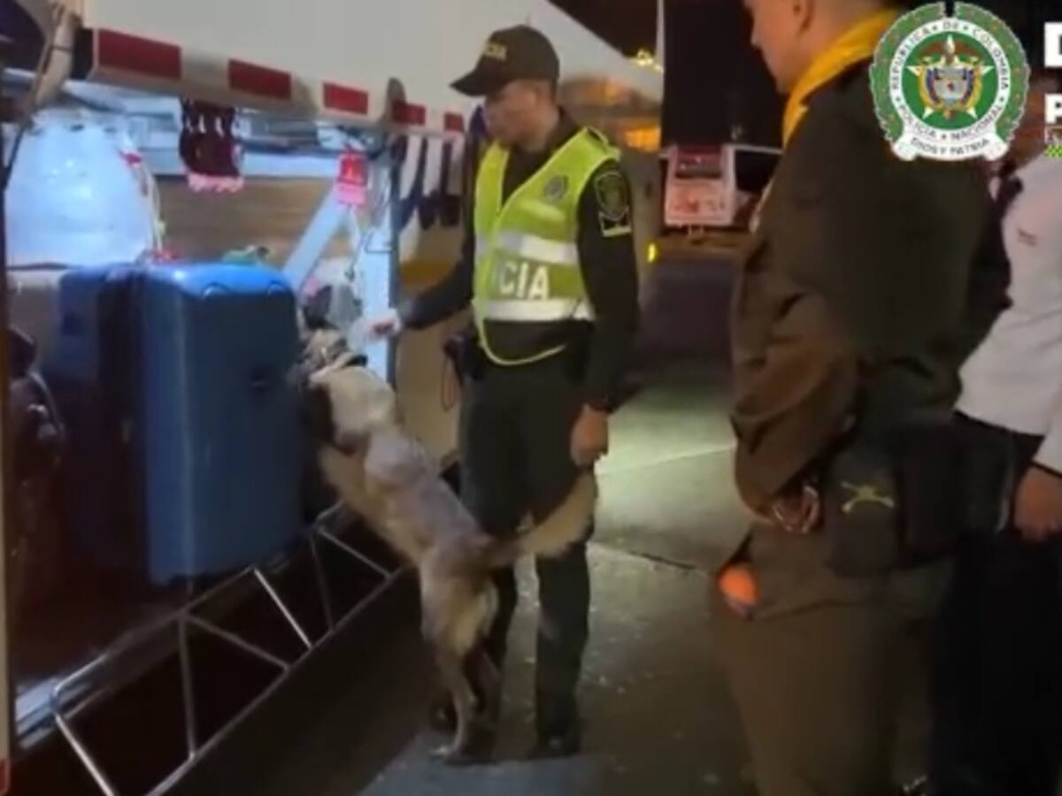 Perro Kristy y el apoyo a la Policía en Armenia para incautar 27 kilos de marihuana