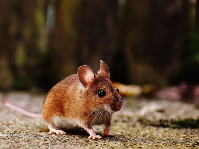 Investigadores crean un método para detectar el coronavirus con roedores