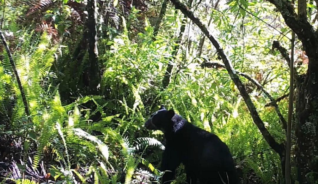 Cámaras trampa y técnicas de monitoreo han permitido identificar al menos 10 ejemplares de este mamífero en estado de amenaza.