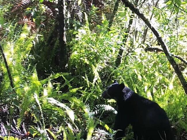 Cámaras trampa y técnicas de monitoreo han permitido identificar al menos 10 ejemplares de este mamífero en estado de amenaza.