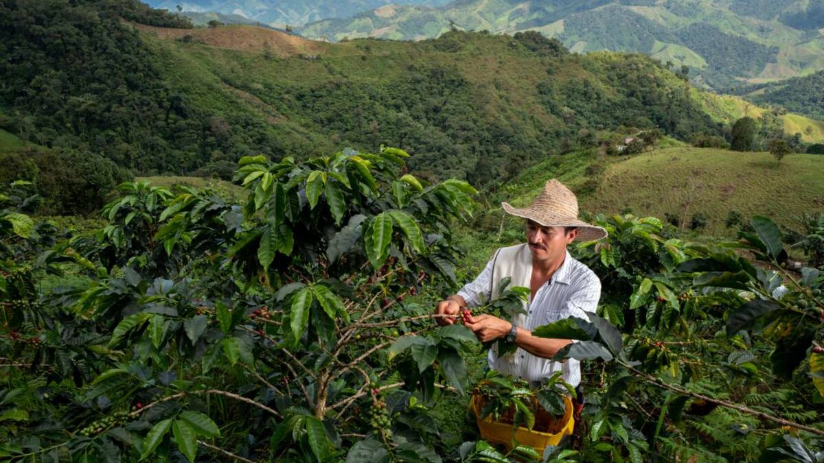 Una feria virtual para promover el café, realizan desde el Cauca