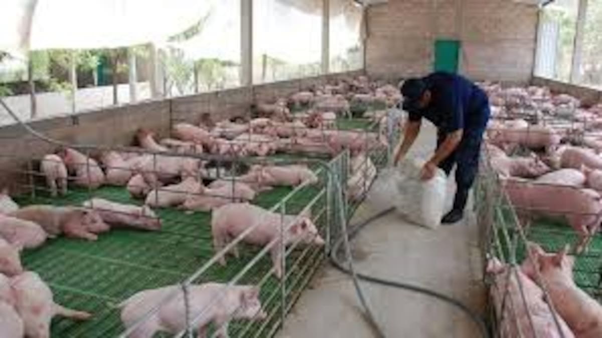 Crisis porcícola golpea a pequeños productores del Huila, Caquetá y Putumayo