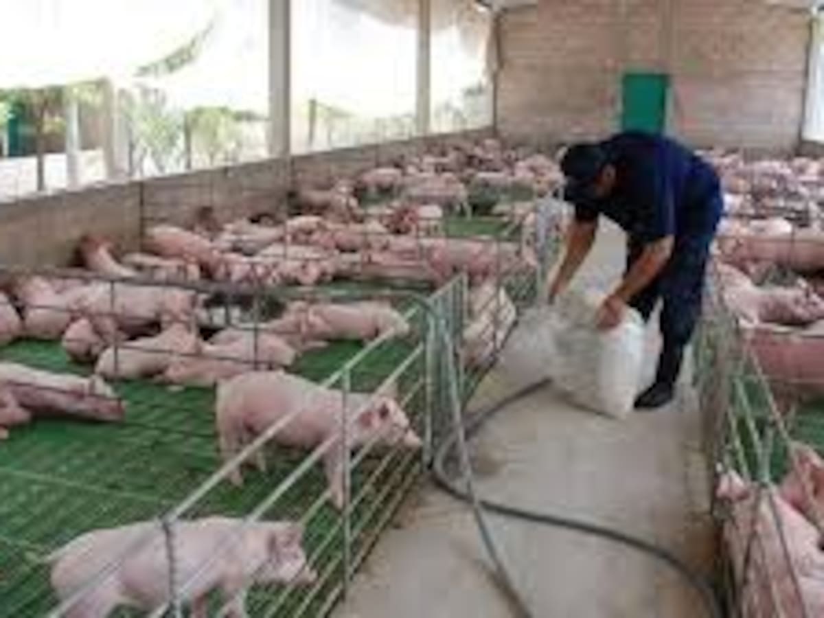 Crisis porcícola golpea a pequeños productores del Huila, Caquetá y Putumayo