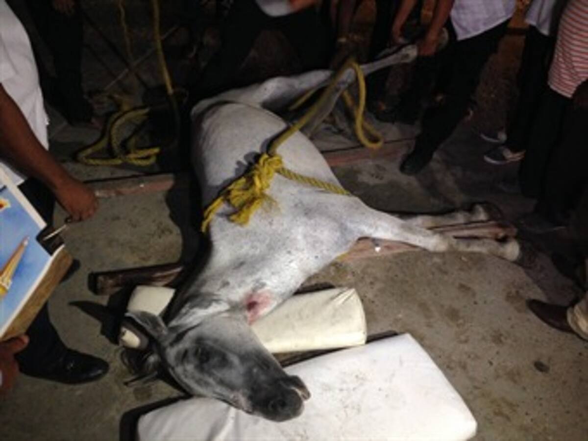 Procuraduría abrió investigación contra Alcaldía de Cartagena por caballos