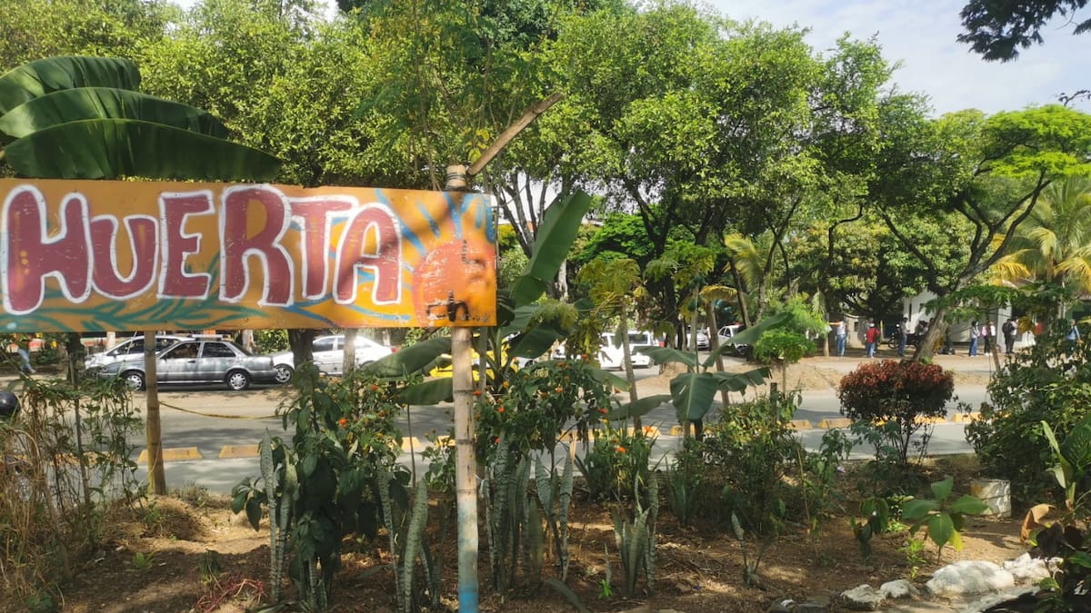 Huertas caseras impulsan en Cali