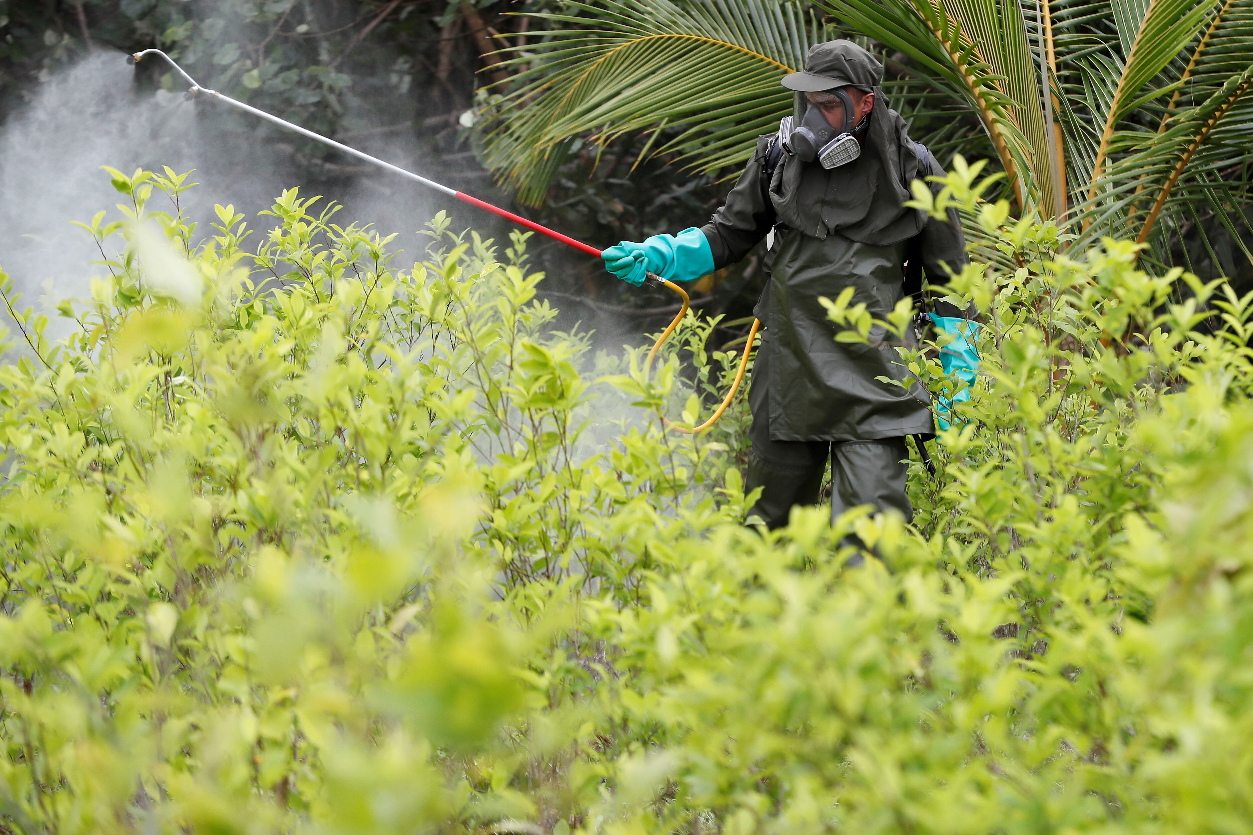 AME7464. BOGOTÁ (COLOMBIA), 09/04/2025.- Fotografía de archivo fechada el 30 de diciembre de 2020 que muestra a un integrante de la Policía de Colombia fumigando un cultivo de coca durante una jornada de erradicación de cultivos ilícitos en zona rural de Tumaco. Colombia avanza en el proceso de compra de glifosato para retomar la erradicación terrestre de cultivos de coca con este polémico herbicida, cuya aspersión aérea no se utiliza desde 2015 cuando el Gobierno de Juan Manuel Santos la suspendió. EFE/Carlos Ortega/ARCHIVO