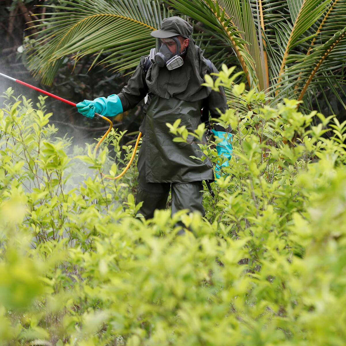 Policía Nacional adquiere oficialmente glifosato para erradicación terrestre de cultivos ilícitos