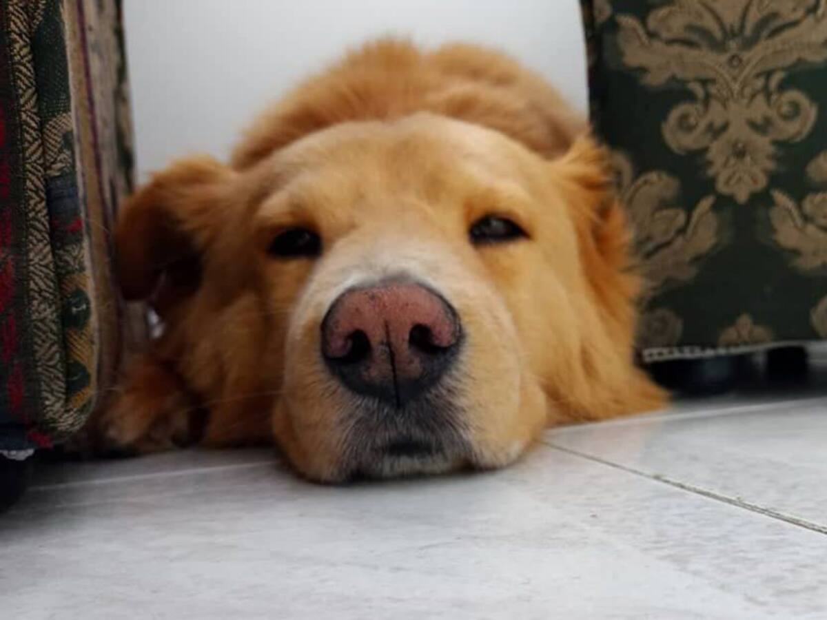 Murió Toby, el perro que recibiría un marcapasos en Antioquia
