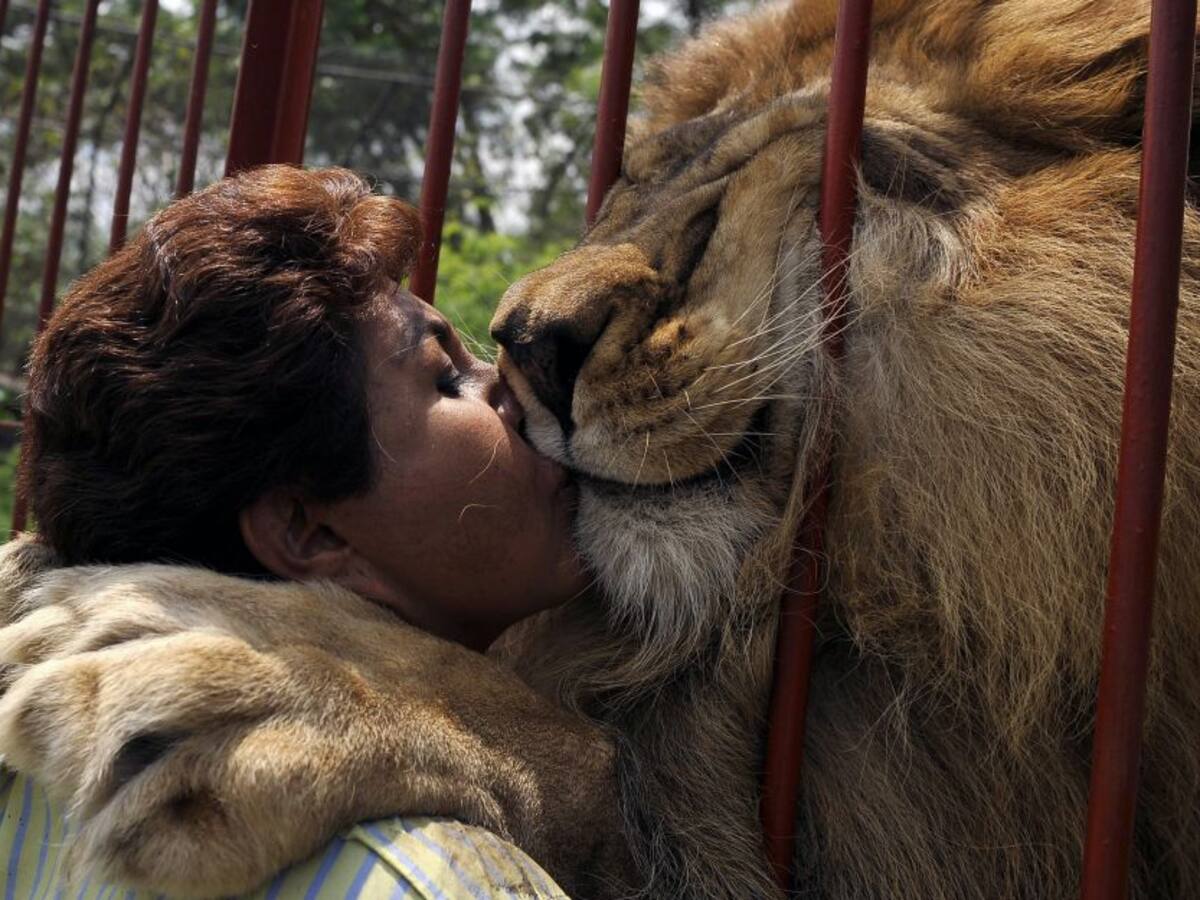 Falleció Júpiter, el león que besaba a su cuidadora