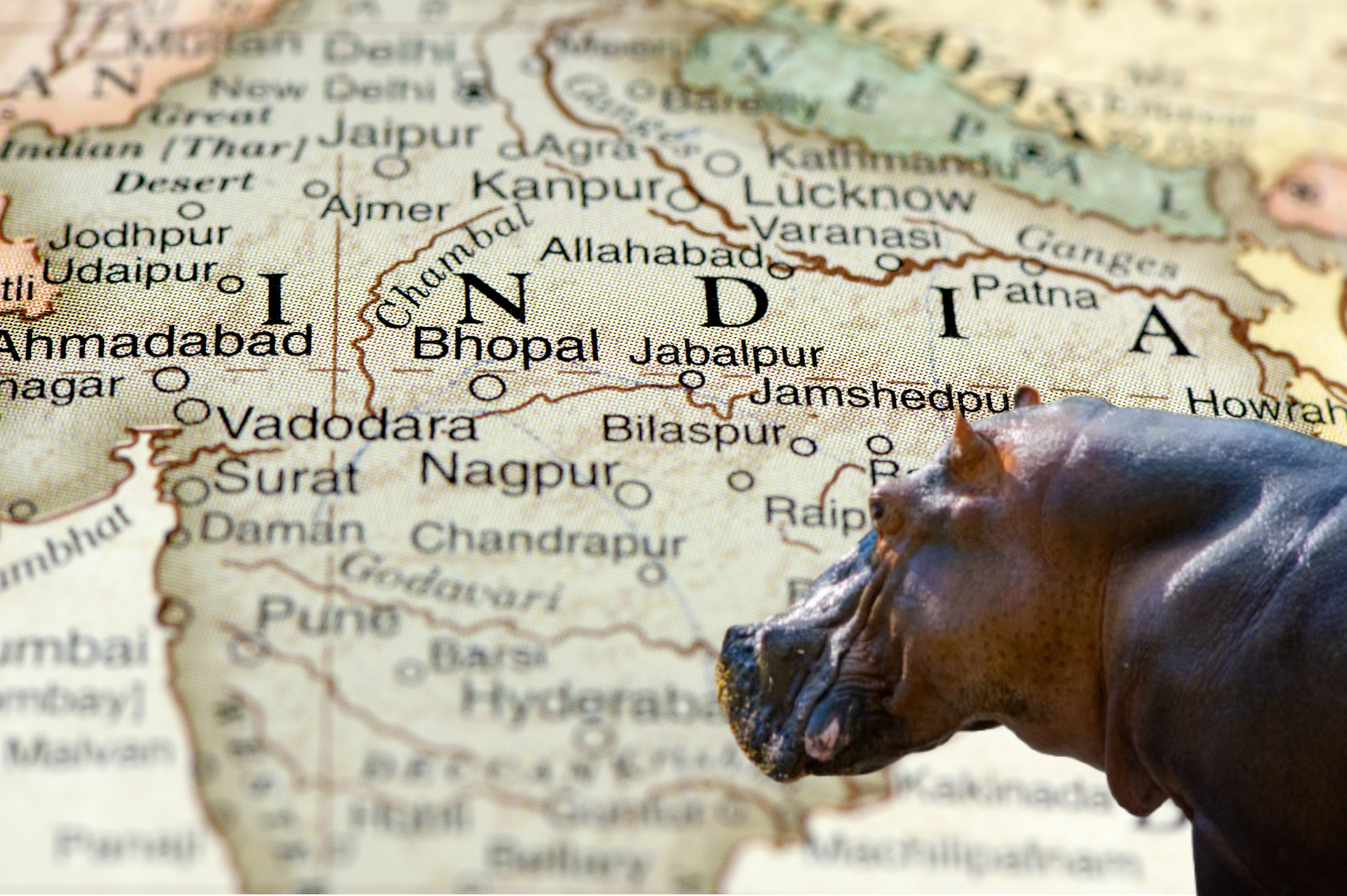 Imagen de referencia. Mapa India - Hipopótamos: Getty Images.