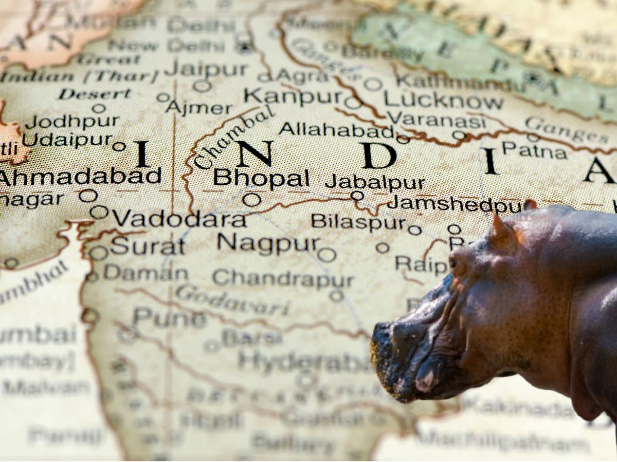 Hipopótamos de Pablo Escobar: hijo de magnate indio ofrece acoger los animales del narcotraficante