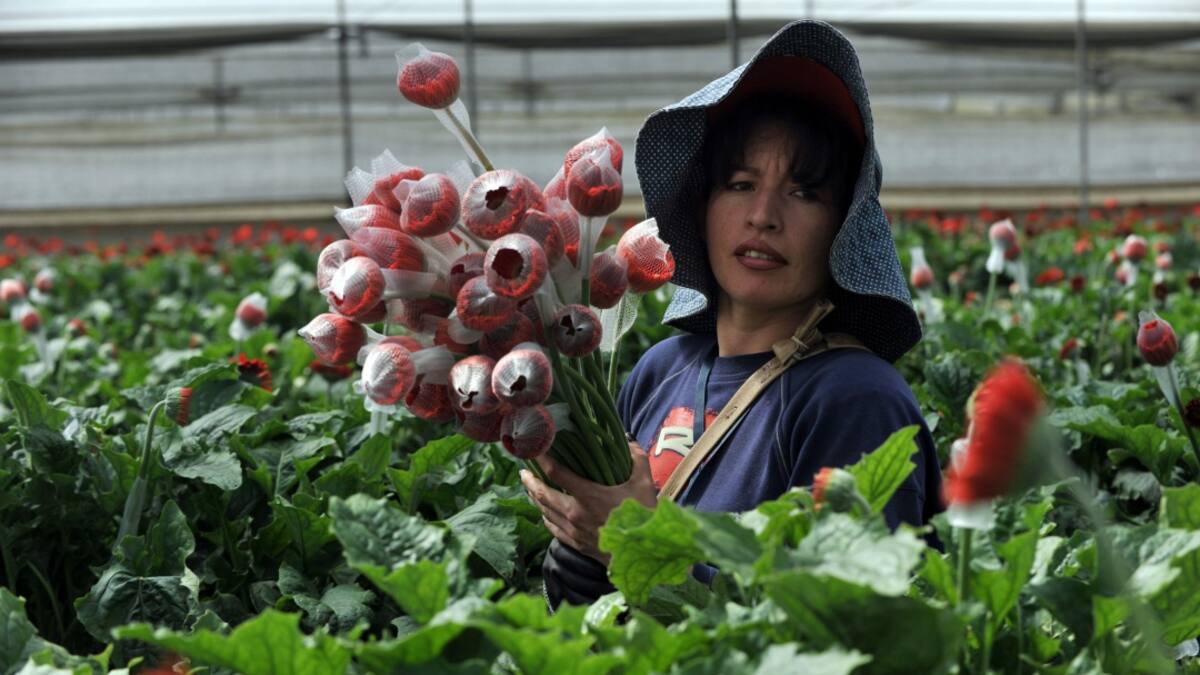 impacto emocional de las flores en cuarentena