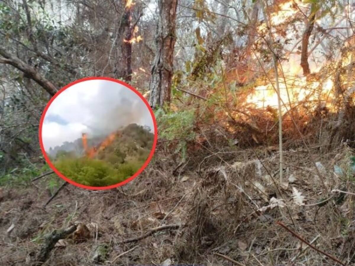 Más de cien emergencias forestales se han reportado en Bucaramanga en lo que va del 2025