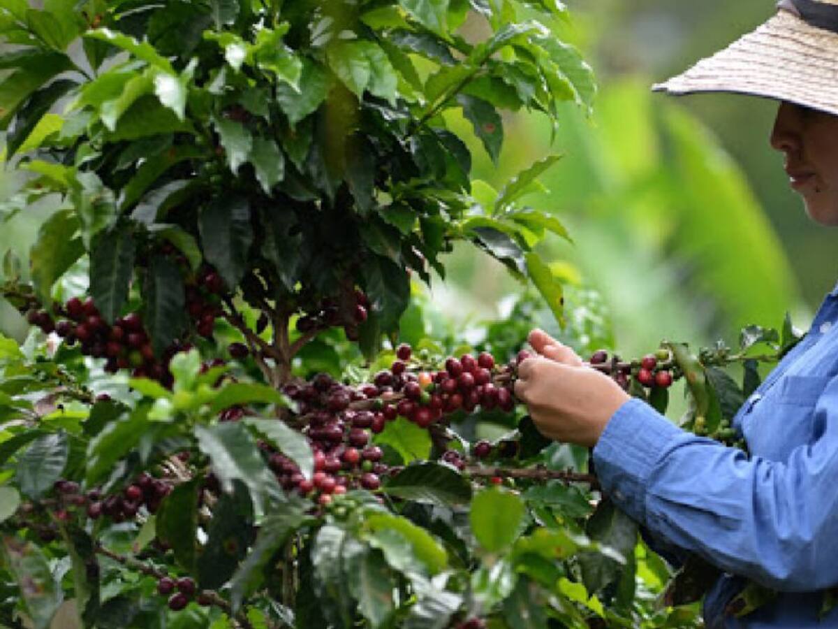 El Tolima y su apuesta en la renovación de cafetales
