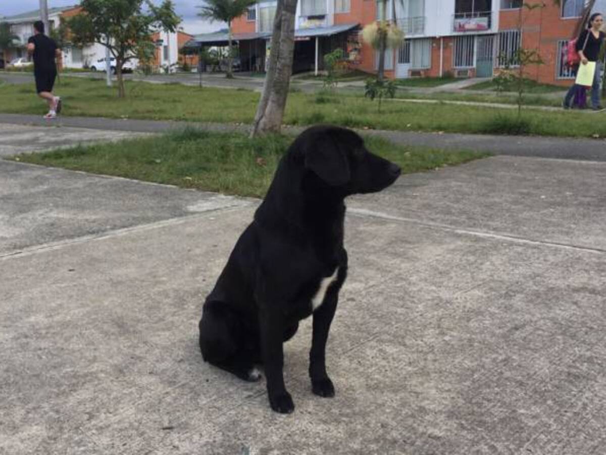 No hay denuncias formales sobre panfletos que amenazan envenenar a las mascotas