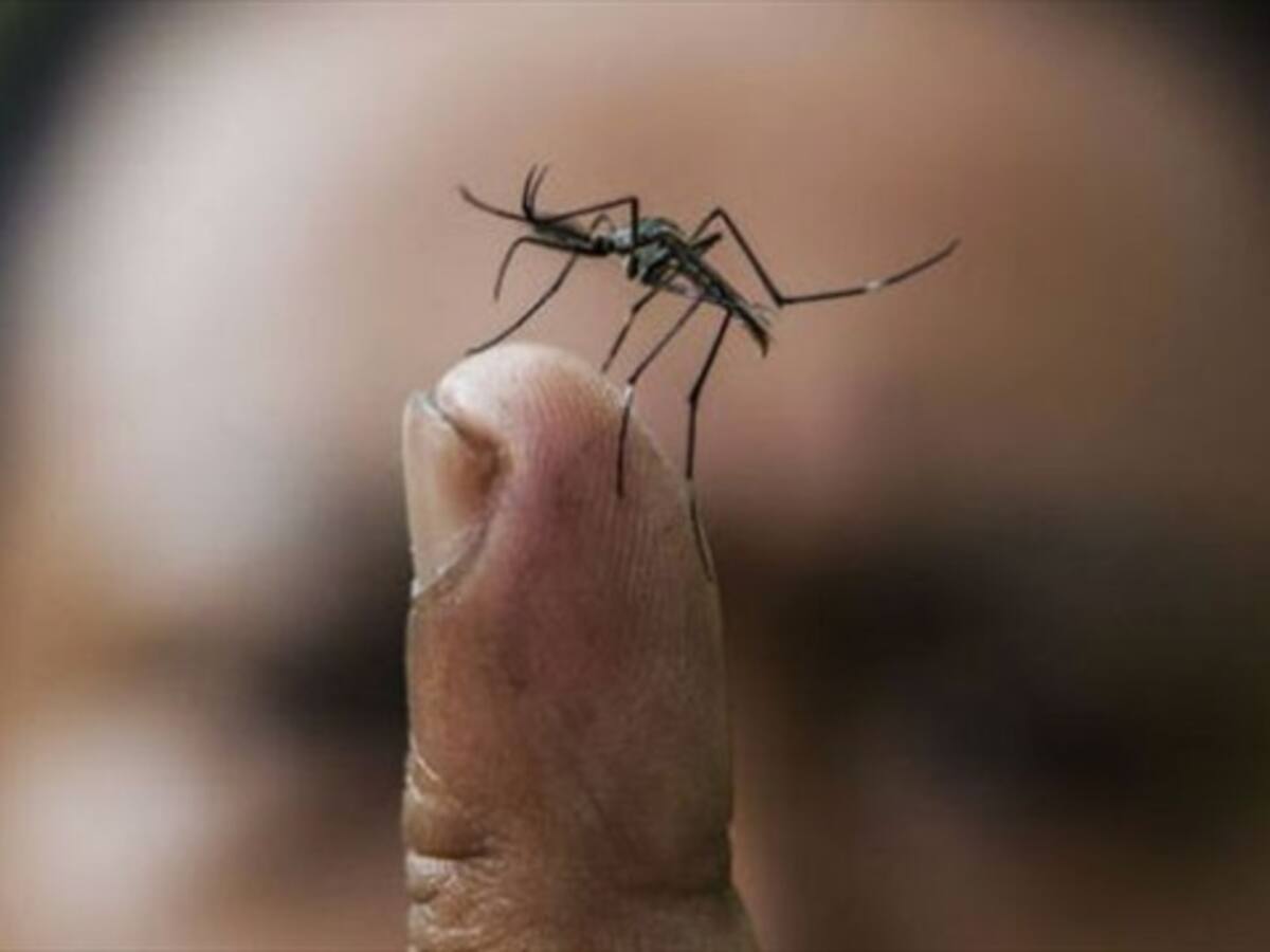 En barrio París, de Bello, liberan miles de mosquitos contra el dengue