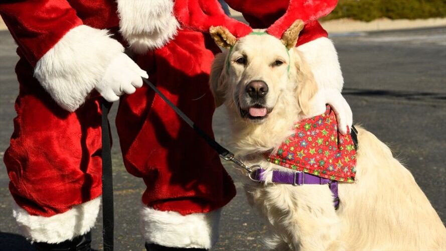 Este perro ayuda a su dueña a decorar el árbol de navidad. Foto: Getty Images.