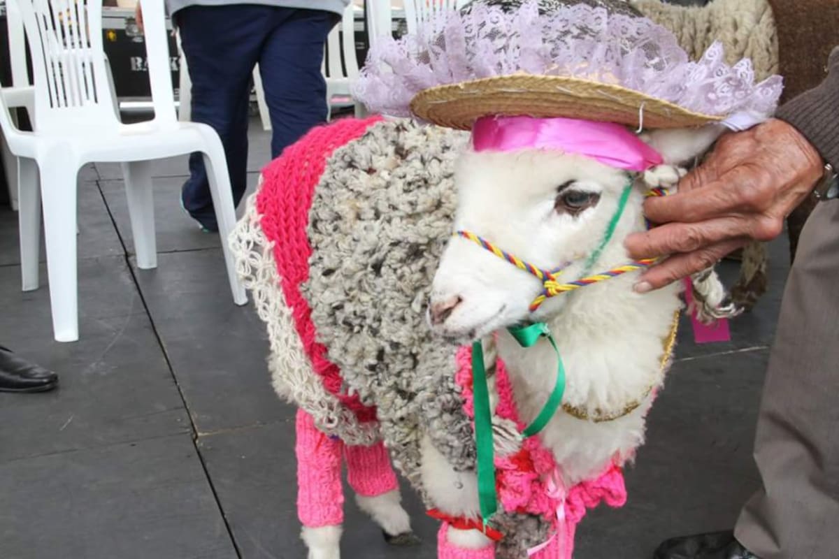 Catalina, la nueva Oveja reina, que ganó el reinado de Ovejas en Nobsa, Boyacá.